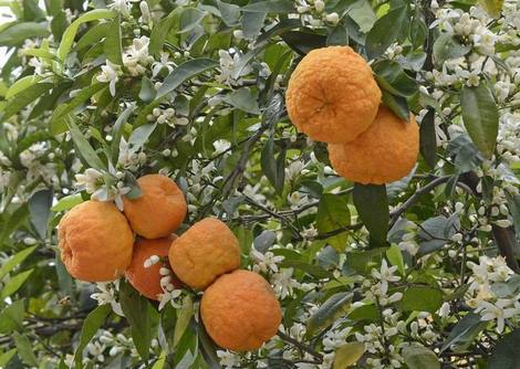 Mojo Criollo - Receta de adobo de naranja agria