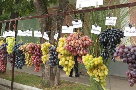 Rizo Policía entregar 11 variedades de uva populares